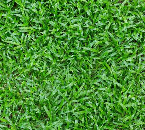 Contact Info For Pro Care Landscaping, (314) 691-0495