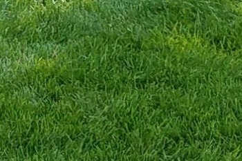 Residential lawn in St. Louis with proper fertilization.