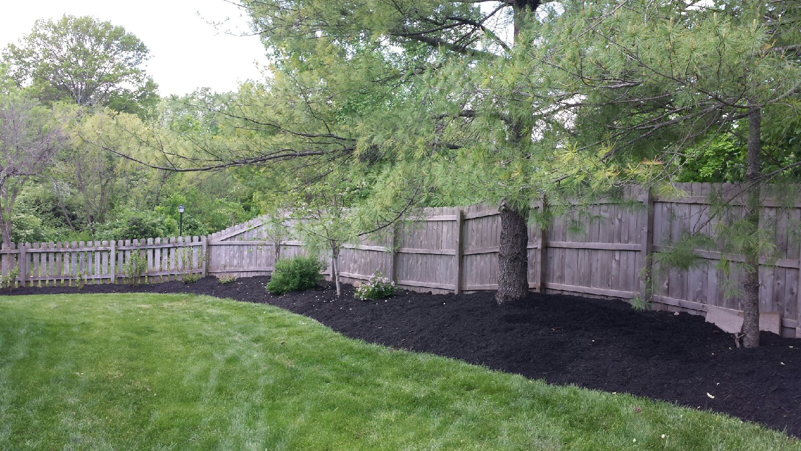 Thick green yard with lawn fertilization treatment.