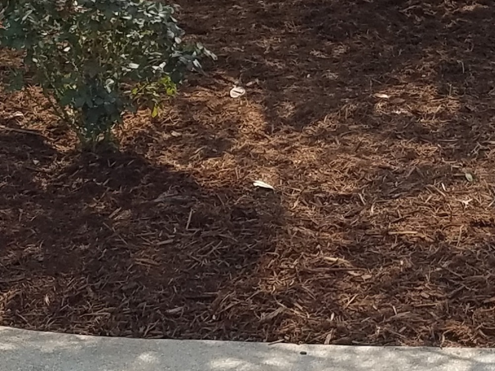 New mulch being laid in landscape bed at St. Louis home.