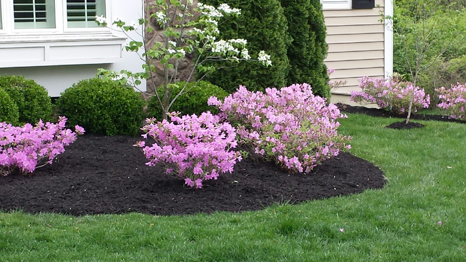 New mulch being installed in landscape bed.